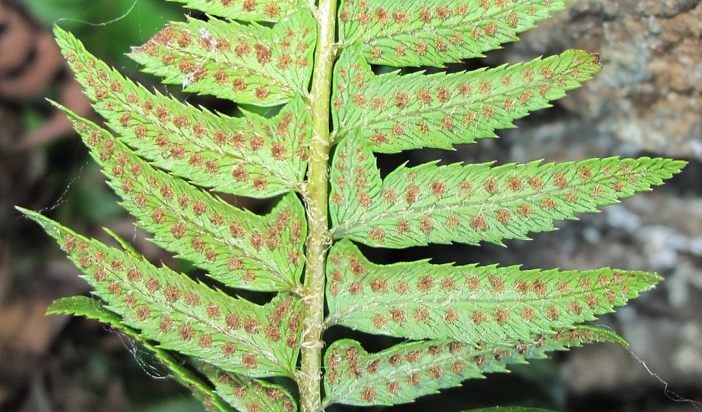 Polystichum lonchitis